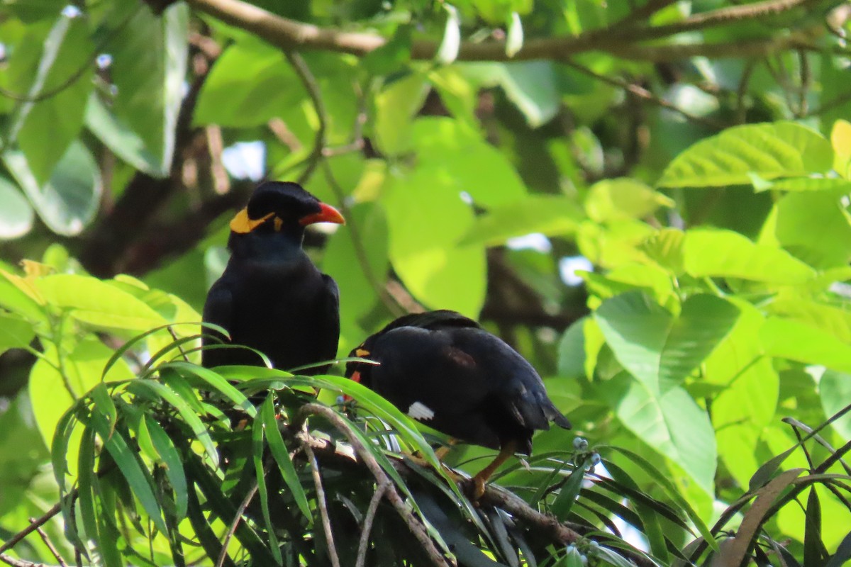 Common Hill Myna - ML643880388