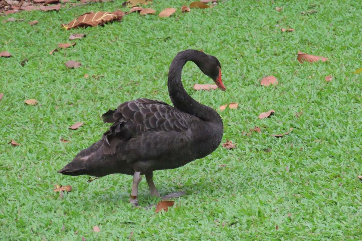 Cigno nero - ML643880399