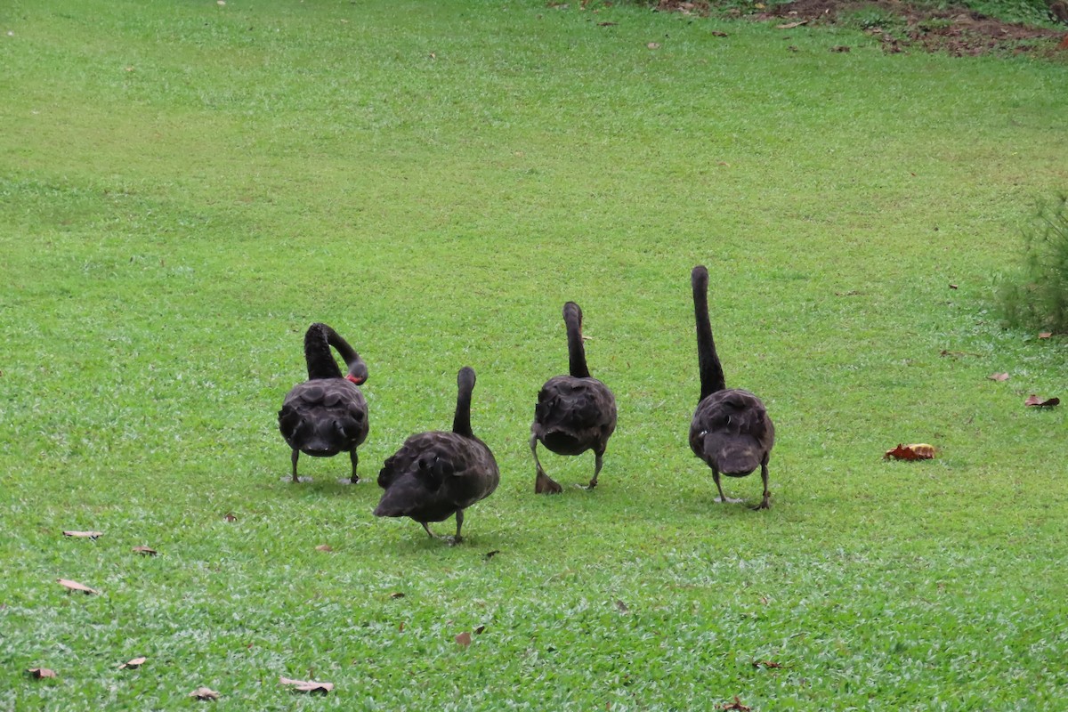Cigno nero - ML643880404