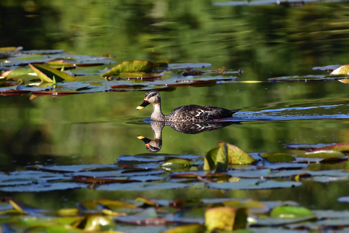 Indian Spot-billed Duck - ML643880411