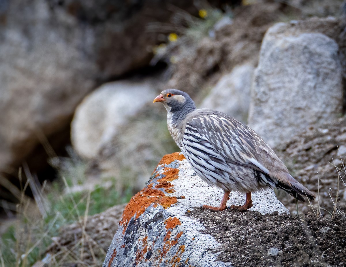 チベットセッケイ - ML643880426