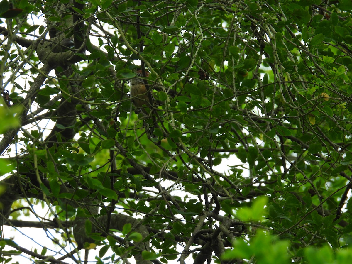 Black-crested Antshrike - ML643880435