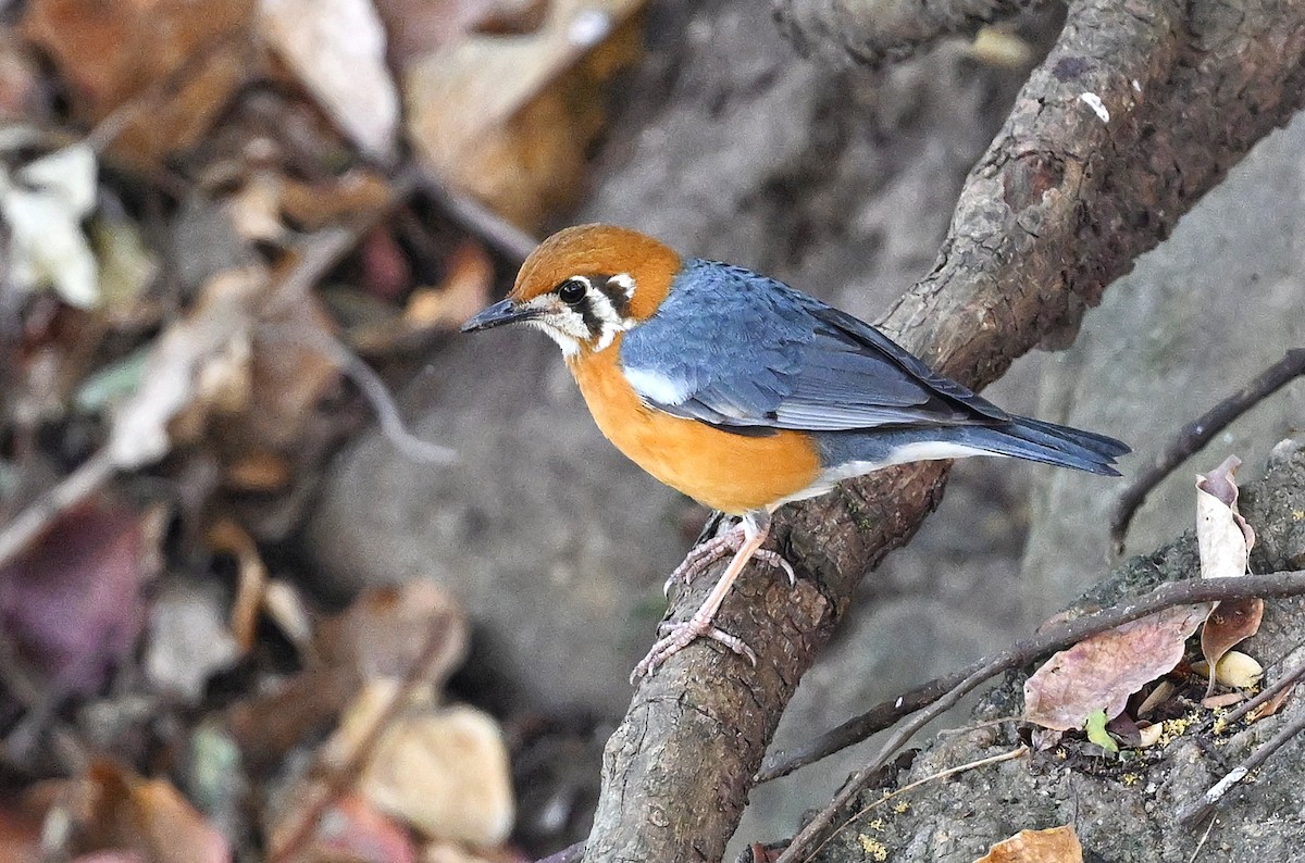 Orange-headed Thrush - ML643880438