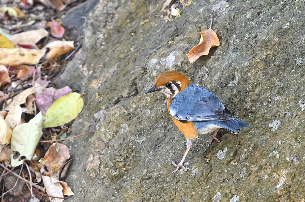 Orange-headed Thrush - ML643880439