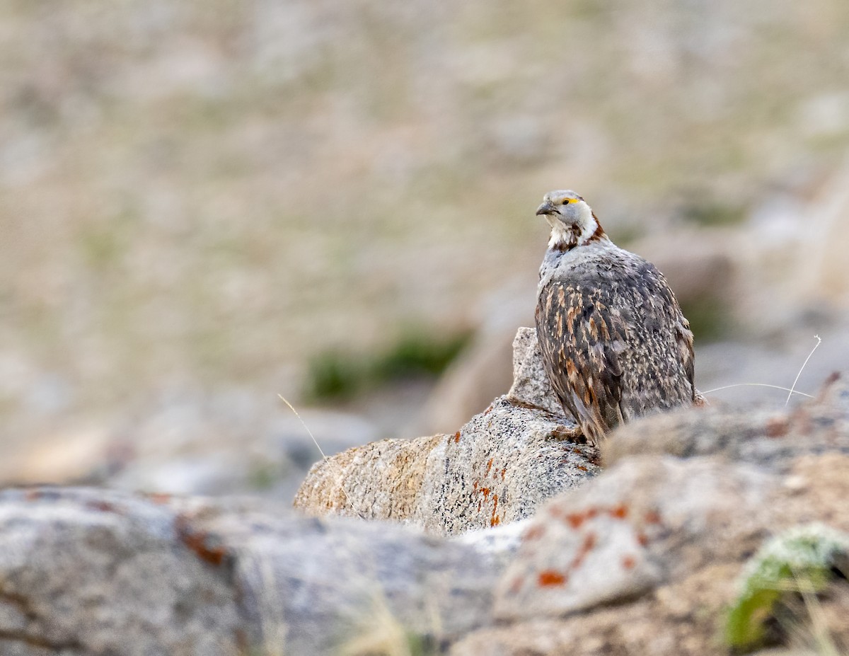Himalayan Snowcock - ML643880448
