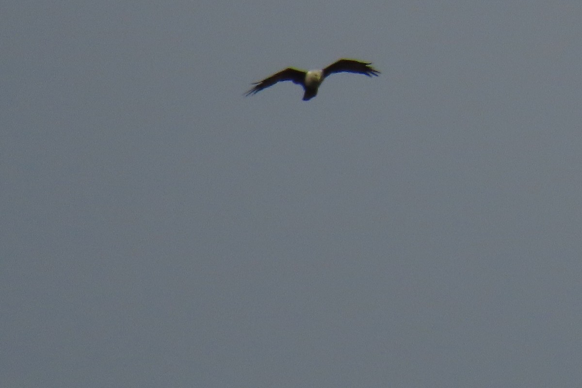 Brahminy Kite - ML643880452