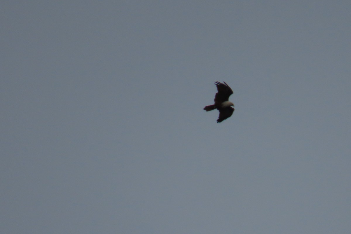 Brahminy Kite - ML643880461