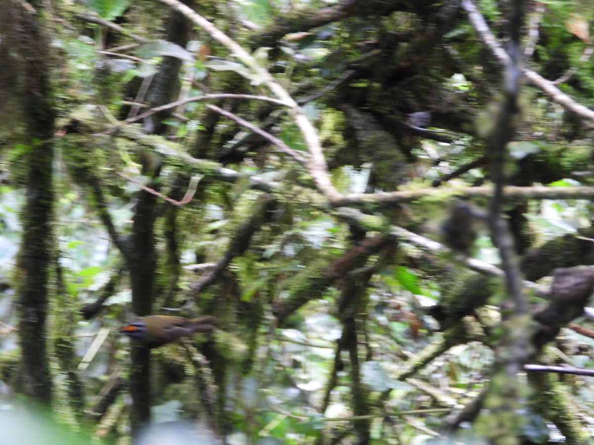 Paruline à diadème - ML643880462