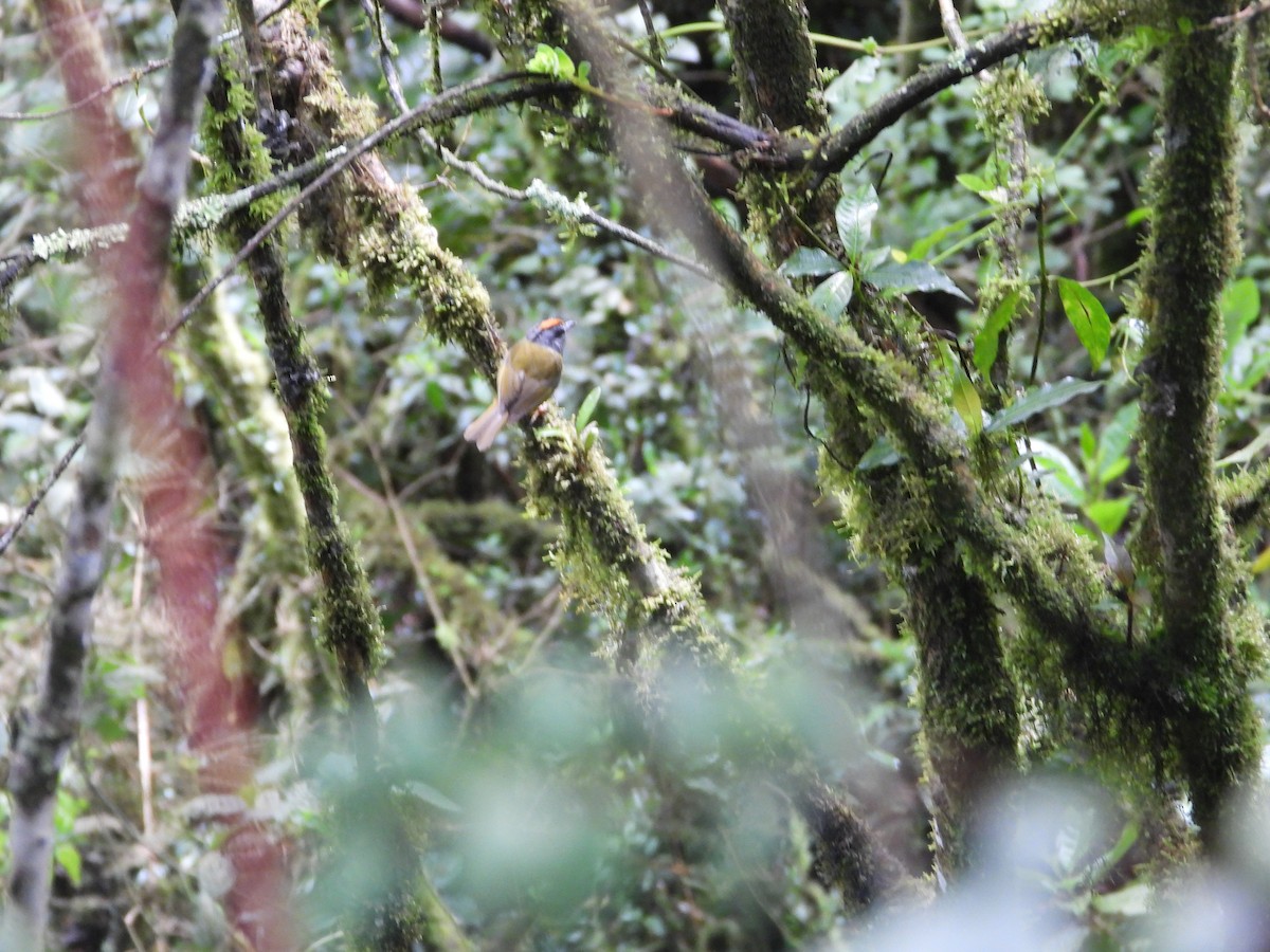Paruline à diadème - ML643880463