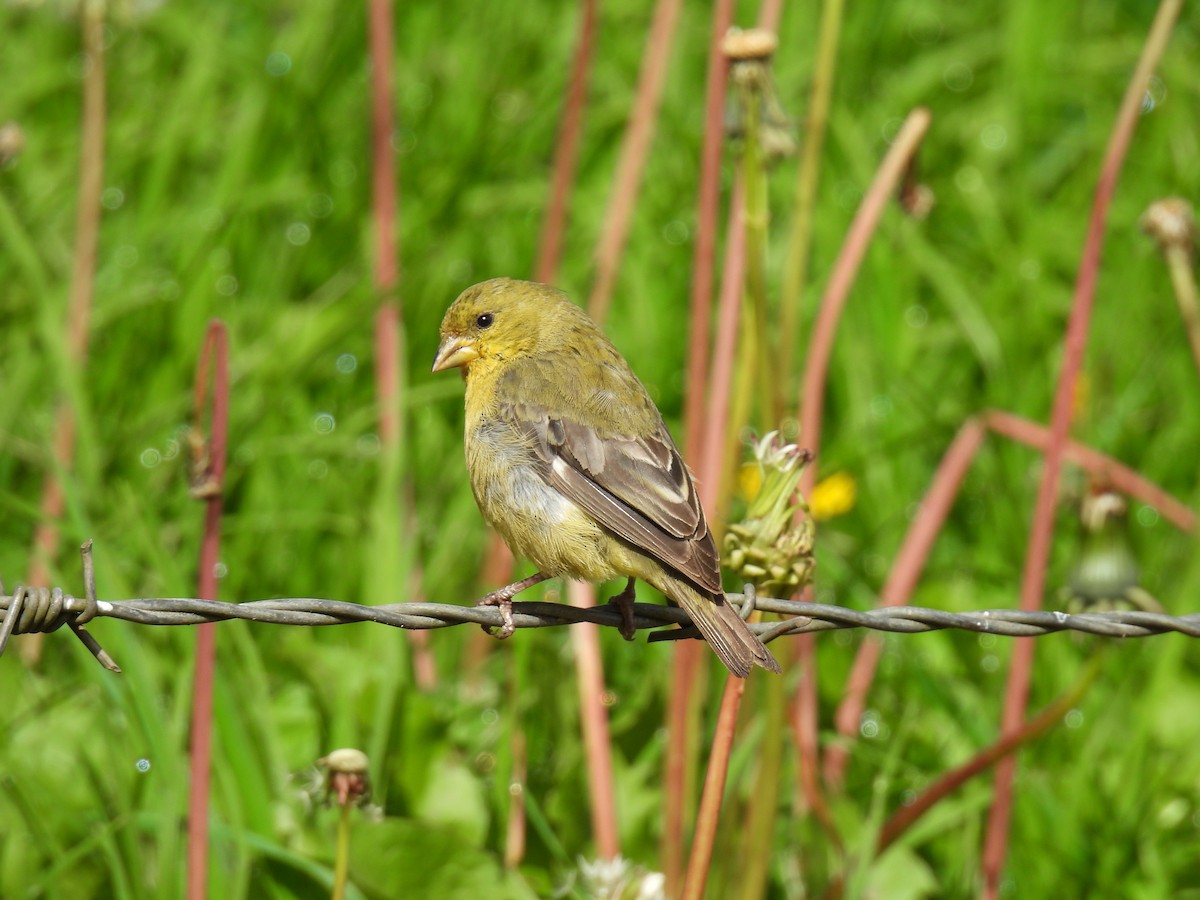 Lesser Goldfinch - ML643880471