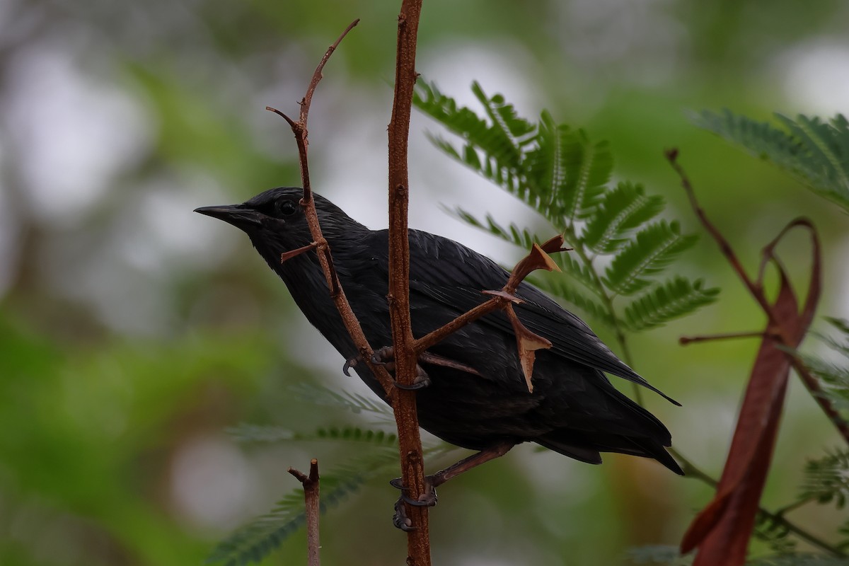 Spotless Starling - ML643880472