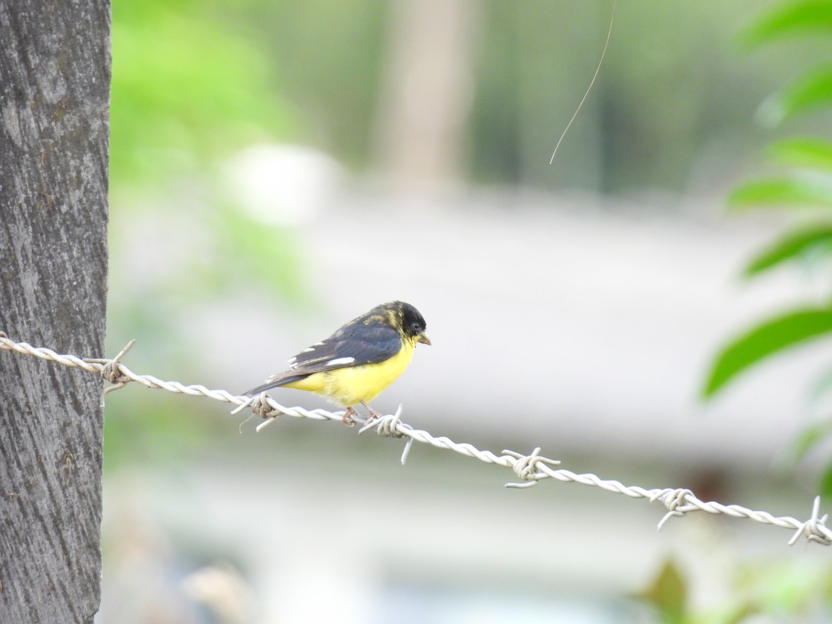 Lesser Goldfinch - ML643880476