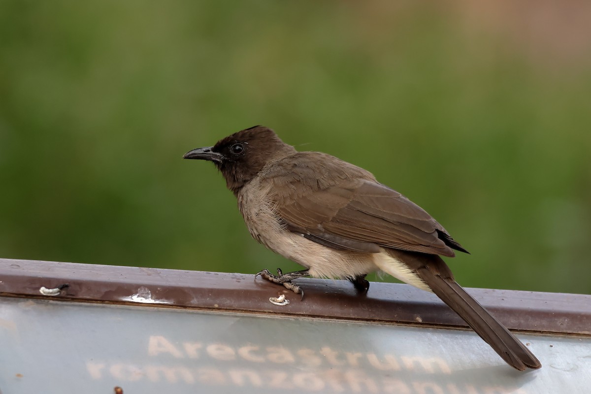 Common Bulbul - ML643880477