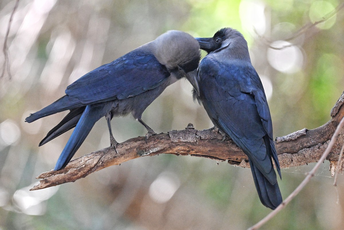 House Crow - ML643880478