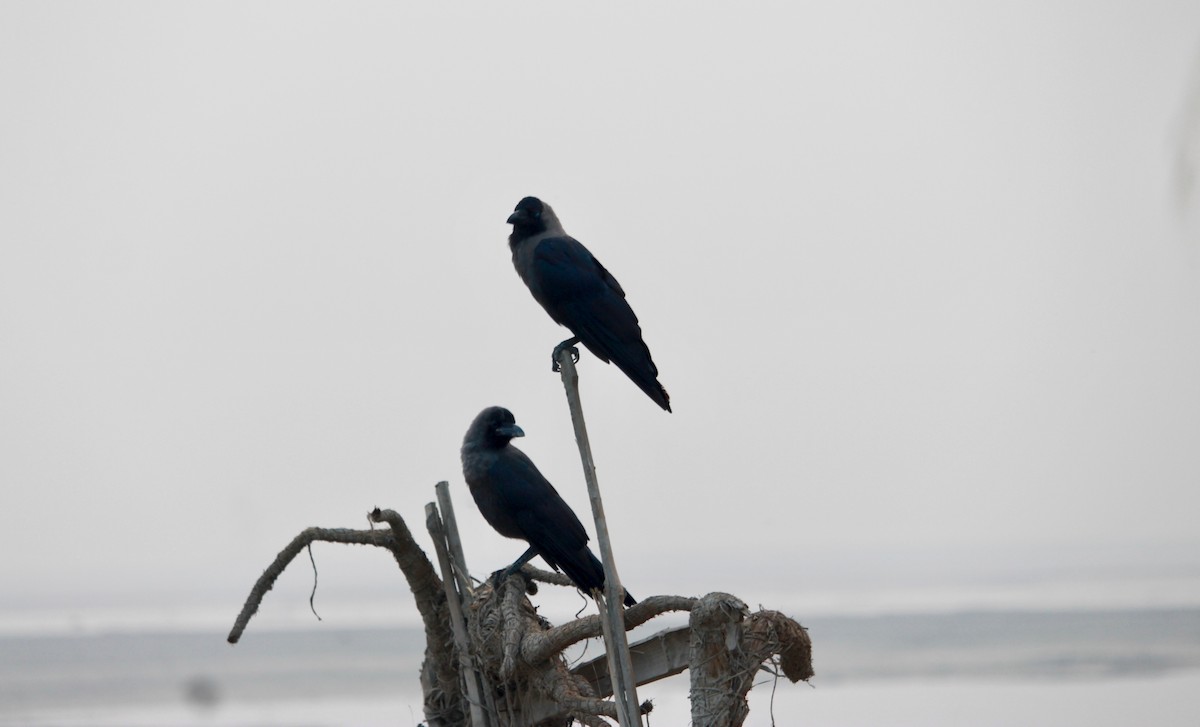 House Crow - ML643880490
