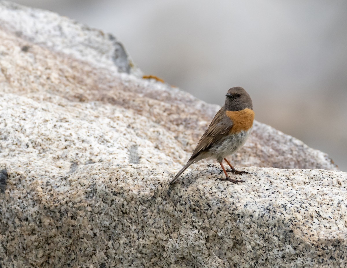 Robin Accentor - ML643880505