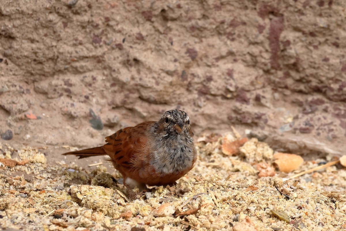 House Bunting - ML643880506