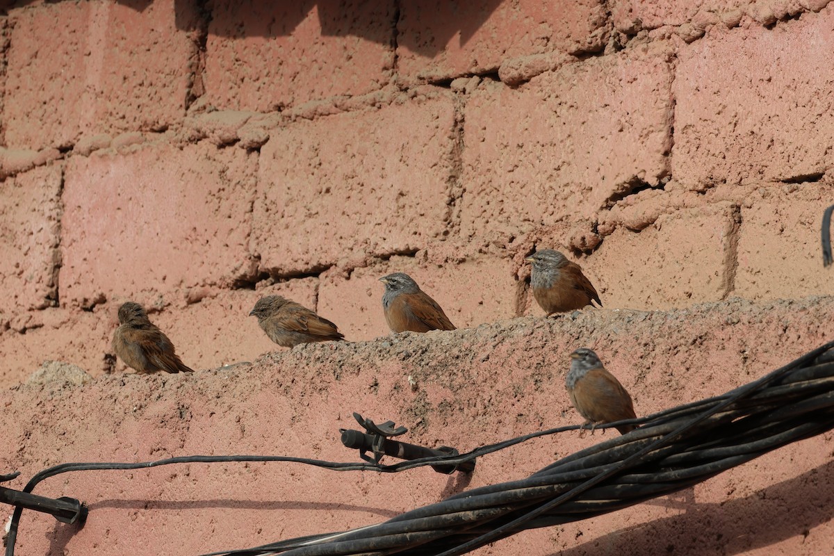 House Bunting - ML643880507