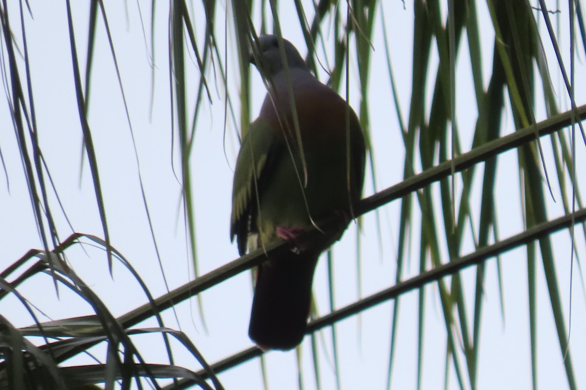 Pink-necked Green-Pigeon - ML643880508