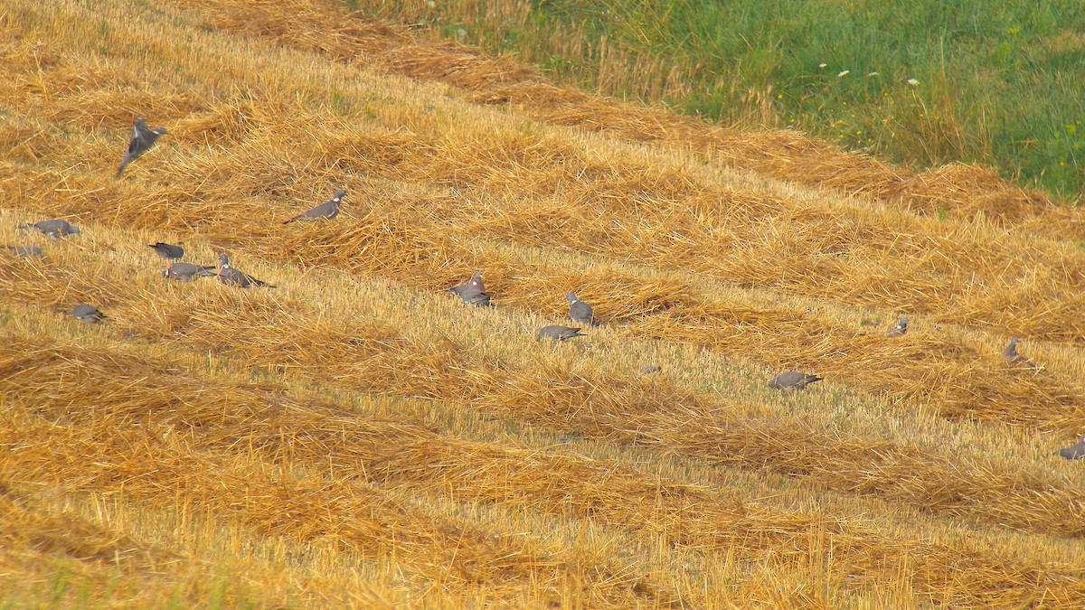 Common Wood-Pigeon - ML643880512