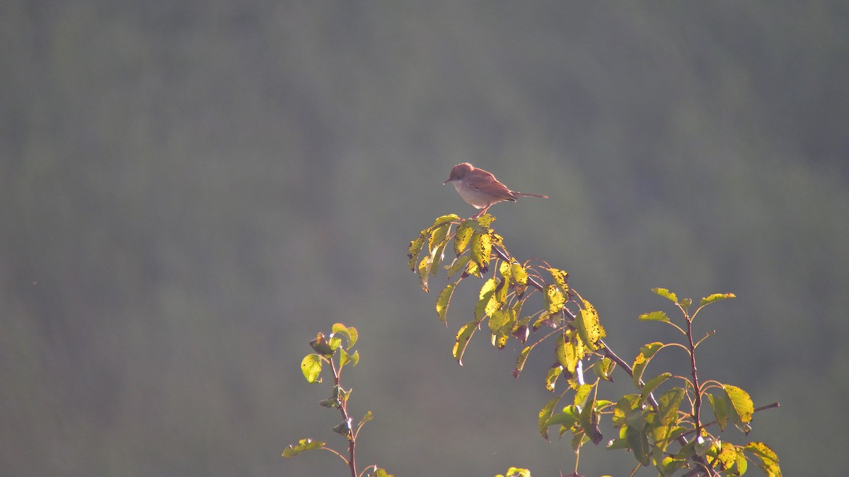 Greater Whitethroat - ML643880521
