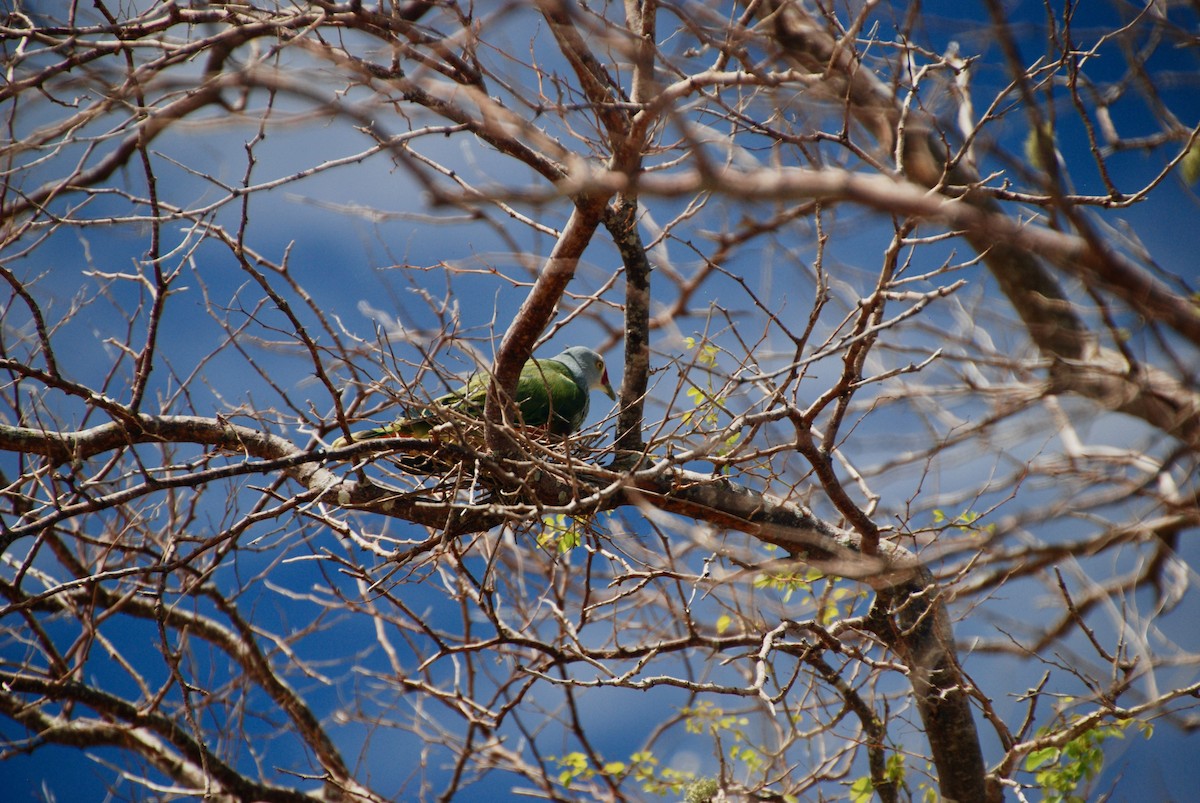 holub růžovohlavý - ML643880522