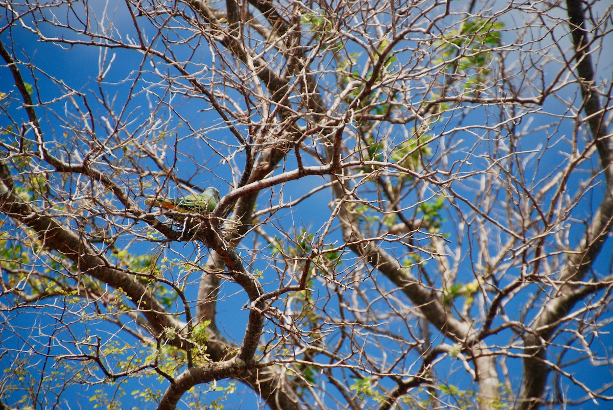 holub růžovohlavý - ML643880523