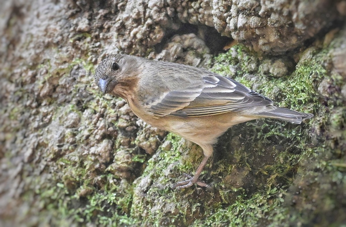 Common Rosefinch - ML643880530