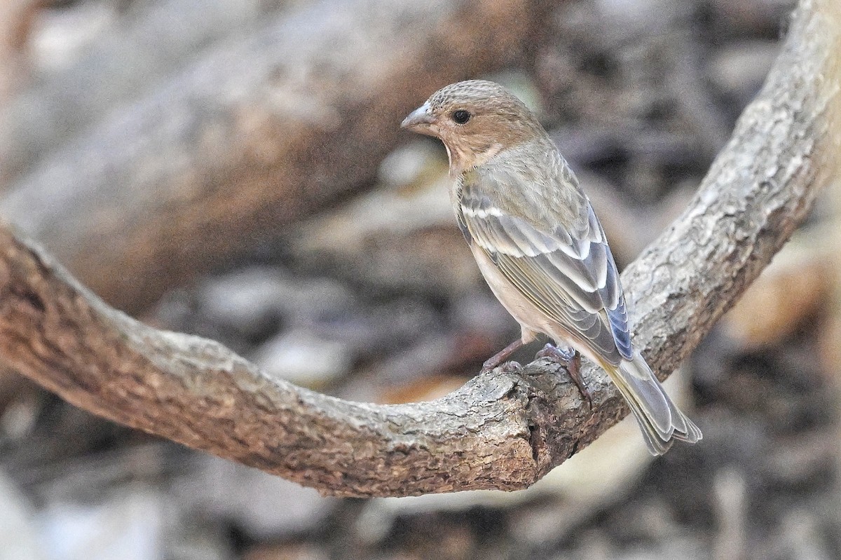 Common Rosefinch - ML643880531