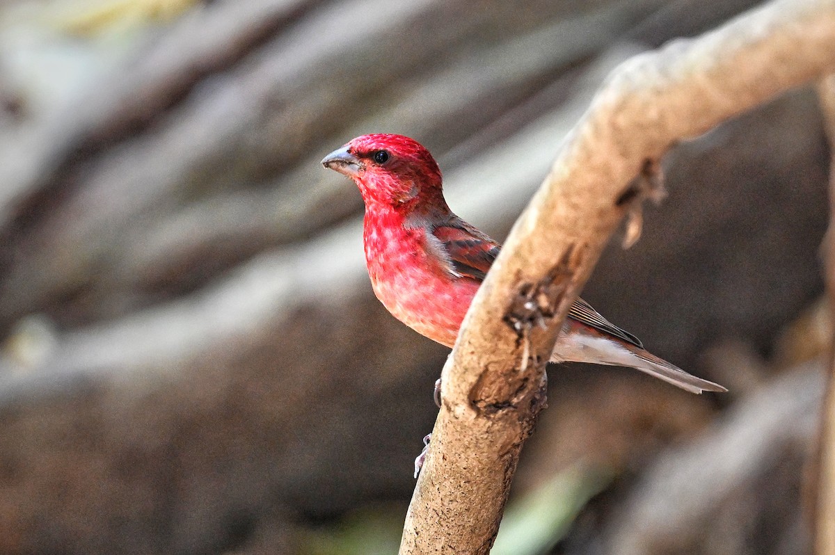 Common Rosefinch - ML643880532