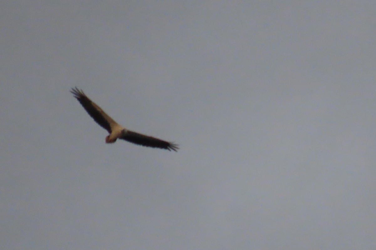 White-bellied Sea-Eagle - ML643880536