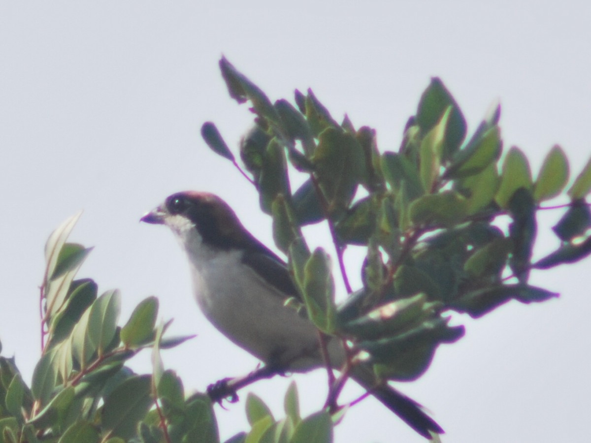 Woodchat Shrike - ML643880540