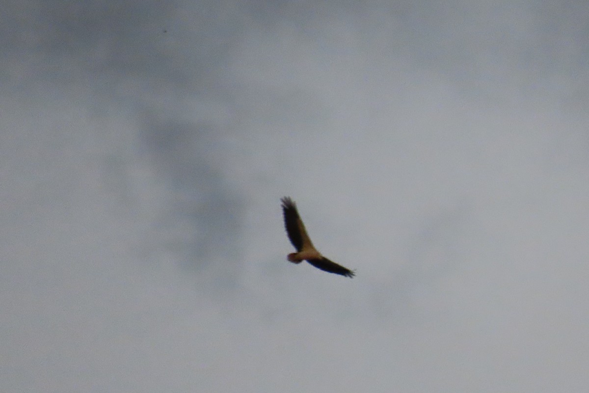 White-bellied Sea-Eagle - ML643880546