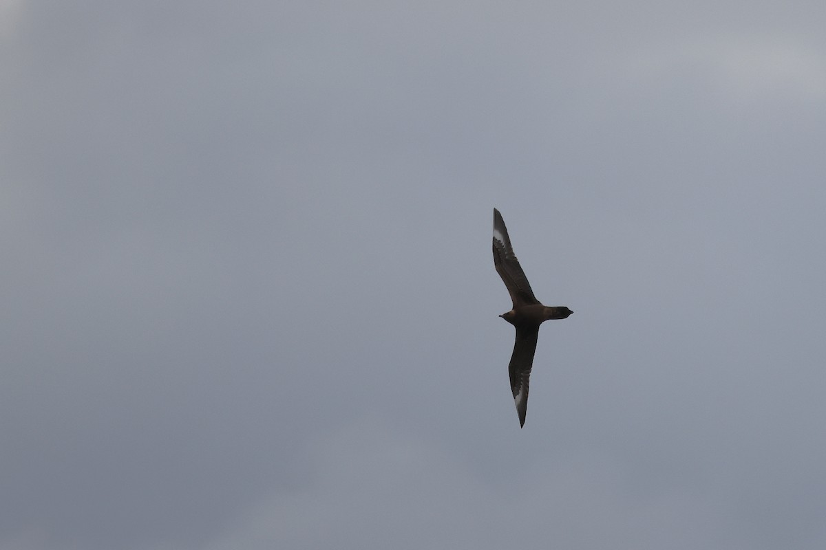 Parasitic Jaeger - ML643880555