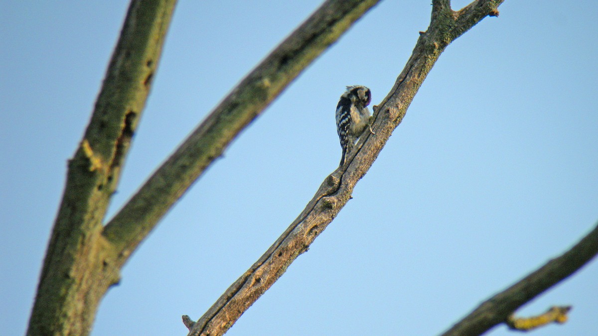 Lesser Spotted Woodpecker - ML643880560
