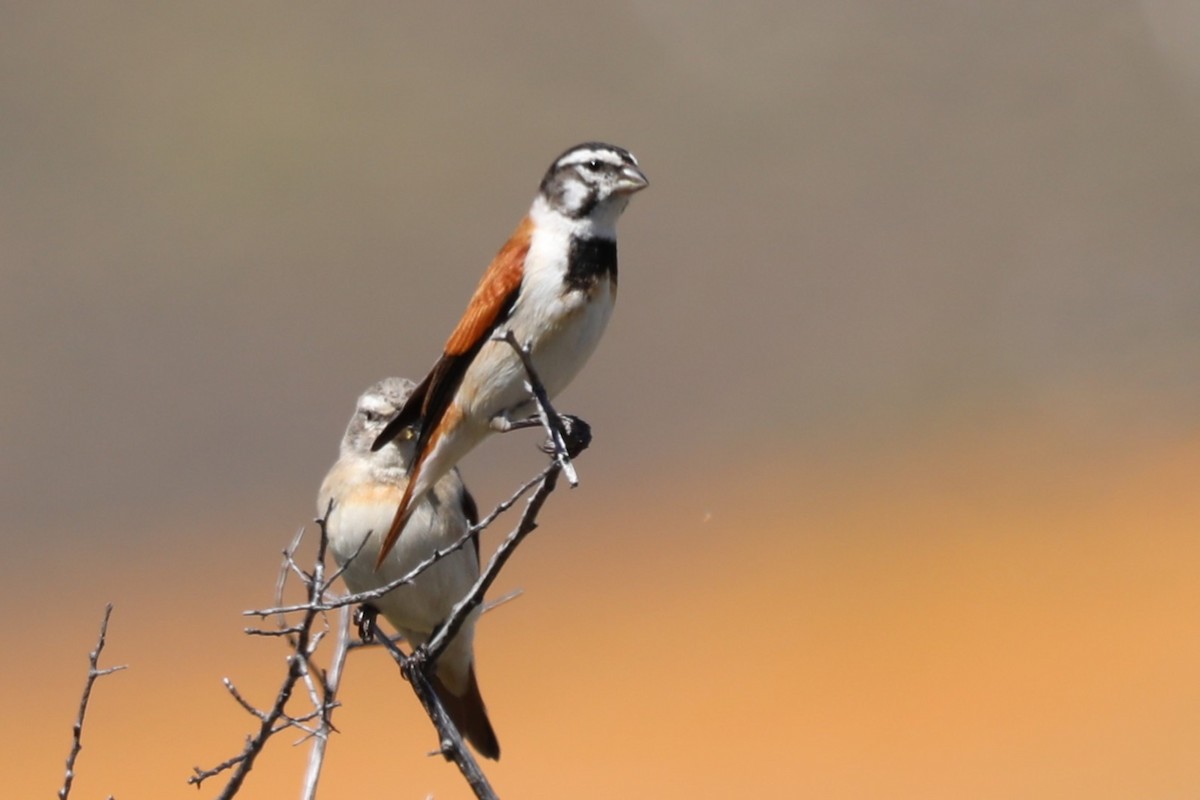 Black-headed Canary - ML643880562