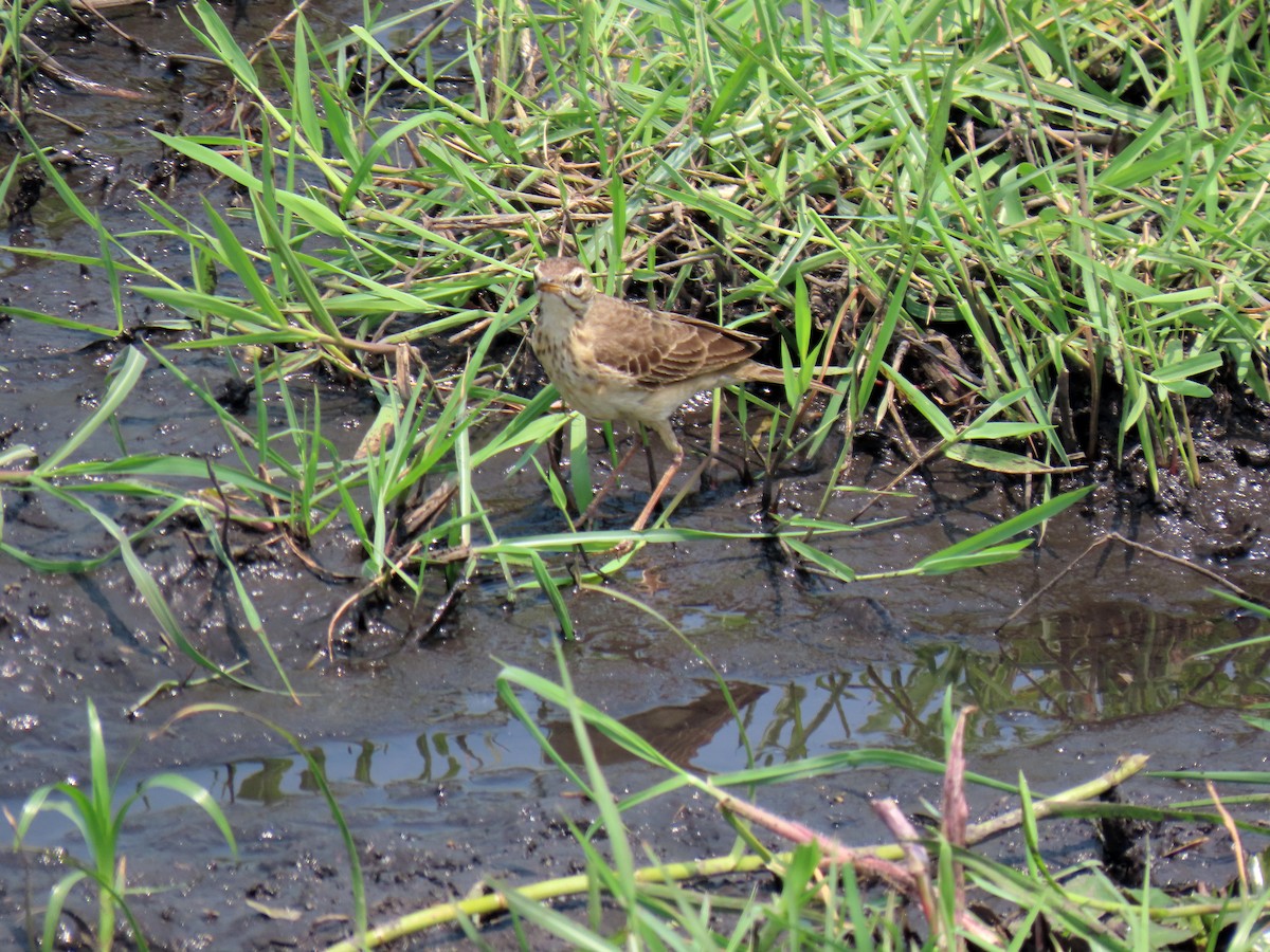 Plain-backed Pipit - ML643880570