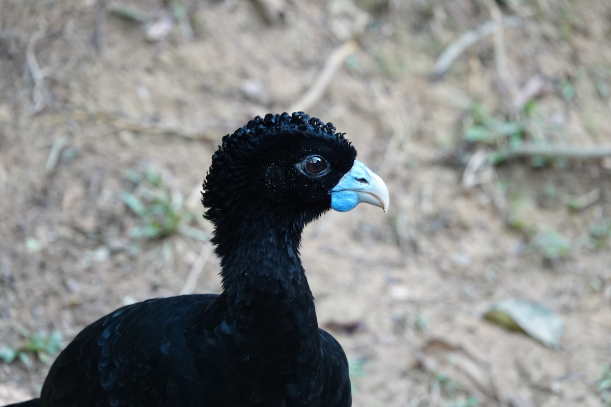 Blue-billed Curassow - ML643880574