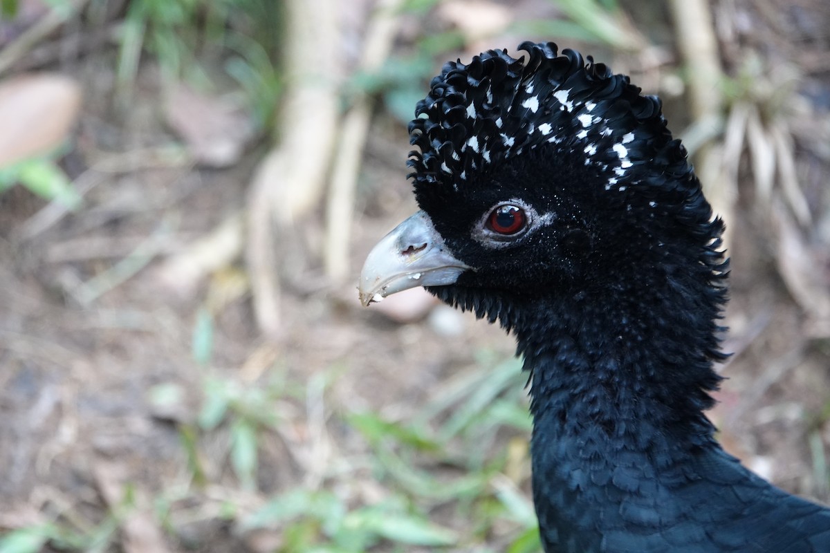 Blue-billed Curassow - ML643880575