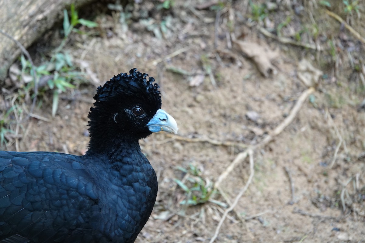 Blue-billed Curassow - ML643880576
