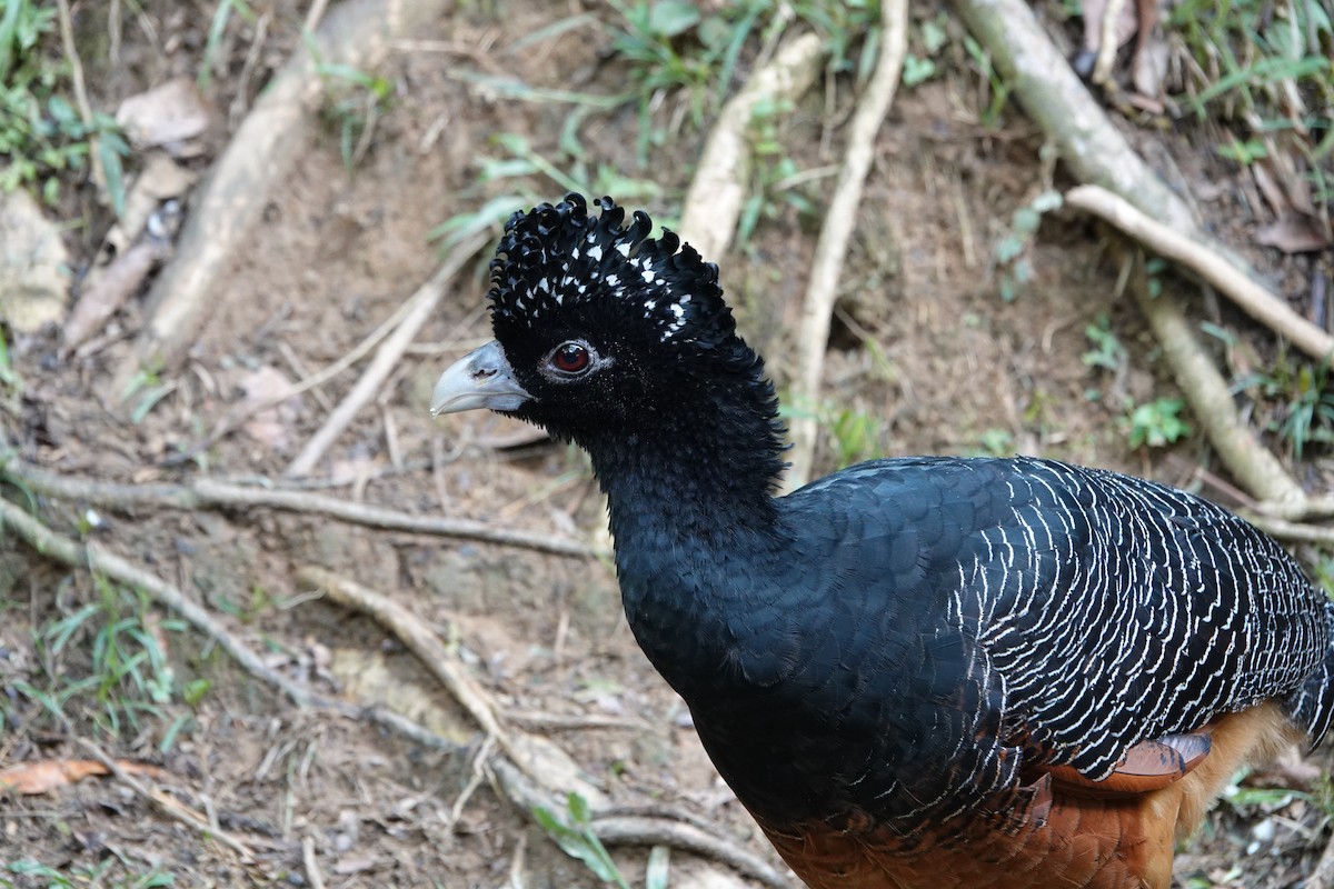 Blue-billed Curassow - ML643880577