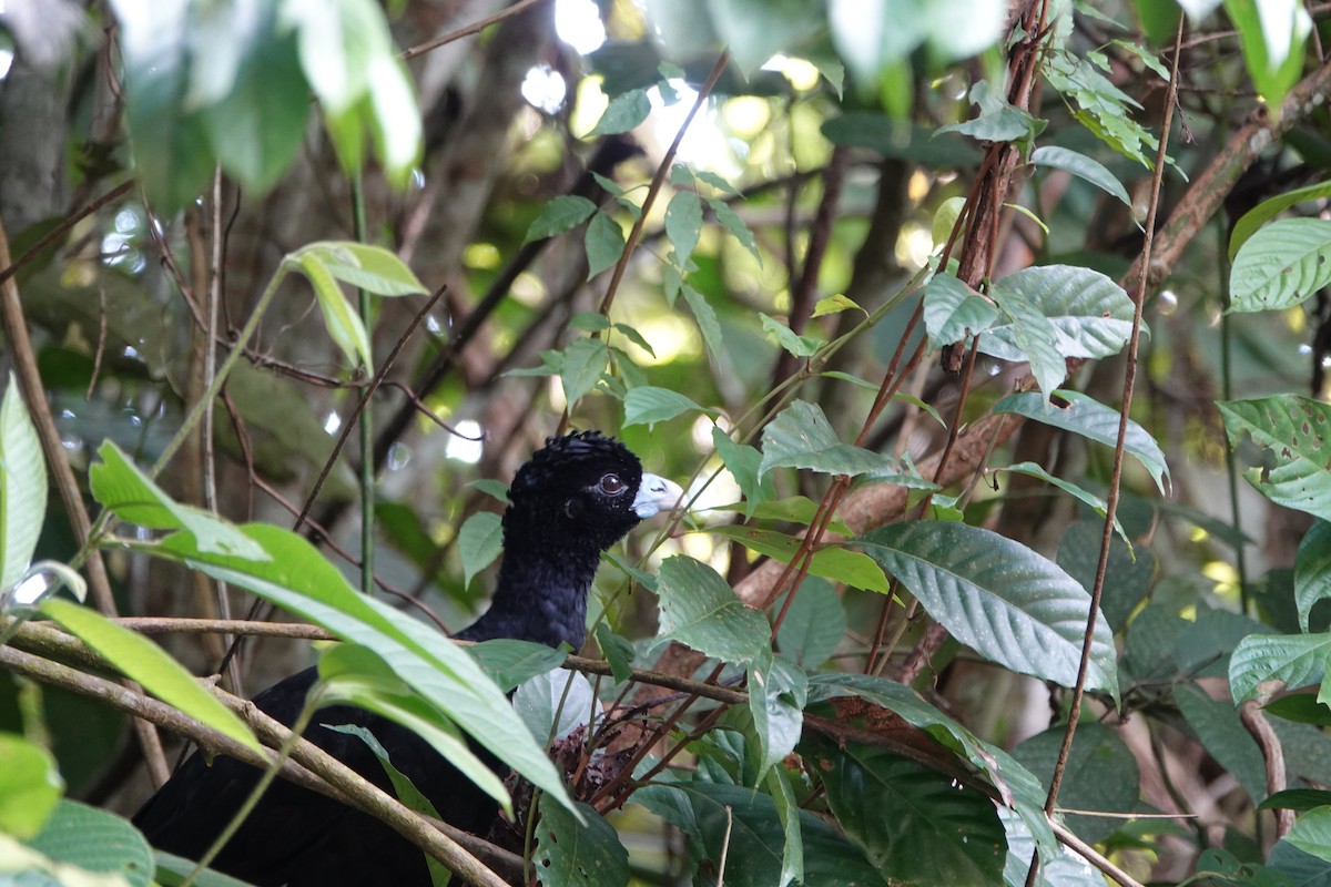 Blue-billed Curassow - ML643880578
