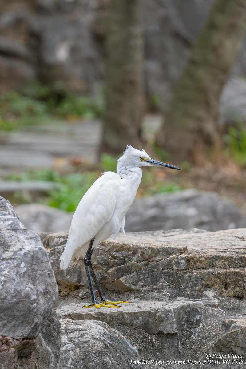 コサギ - ML643880580