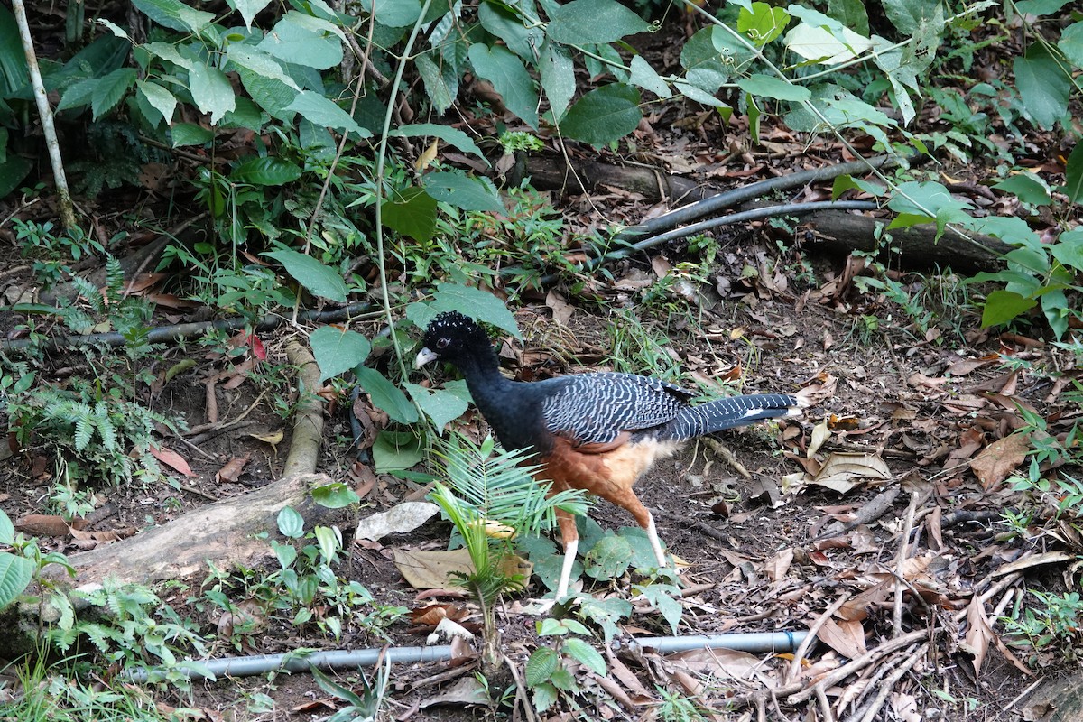 Blue-billed Curassow - ML643880582