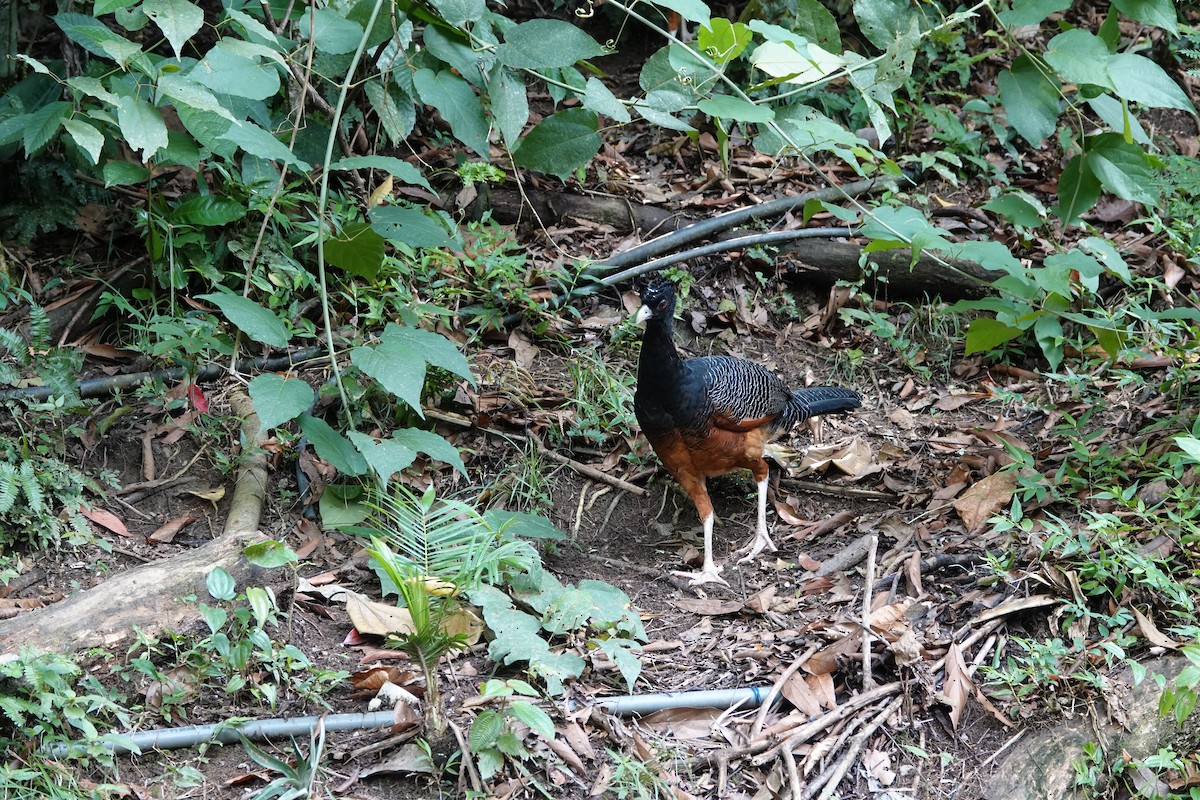Blue-billed Curassow - ML643880583