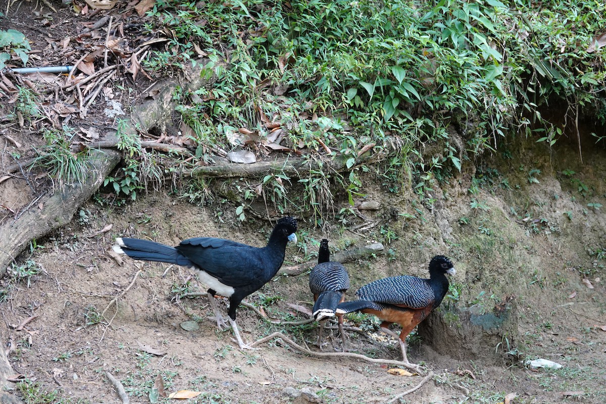 Blue-billed Curassow - ML643880584