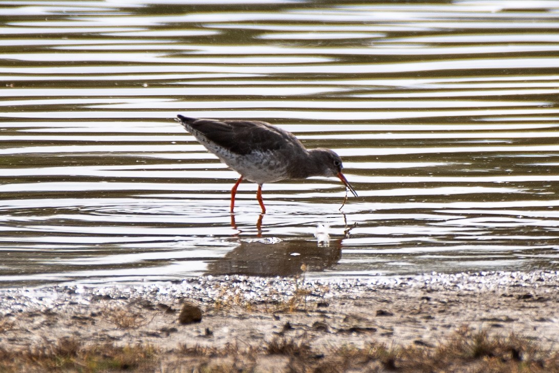 Common Redshank - ML643880585