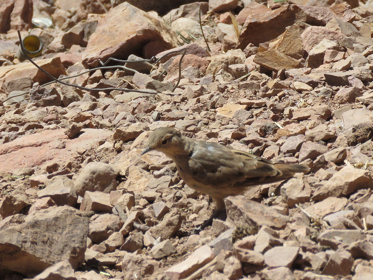 Rufous-banded Miner - ML643880588