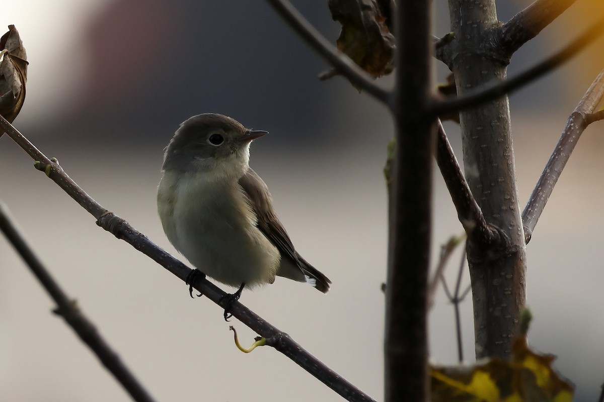 Red-breasted Flycatcher - ML643880590
