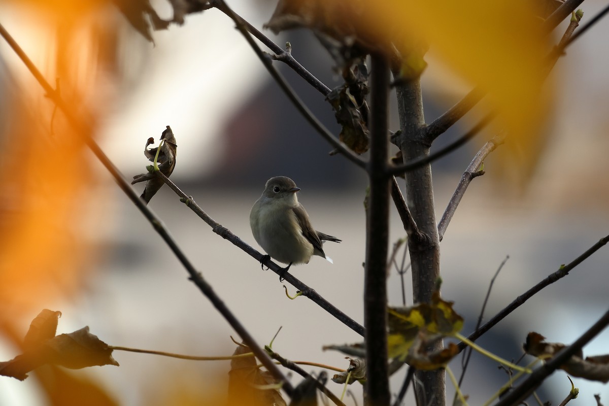 Red-breasted Flycatcher - ML643880591